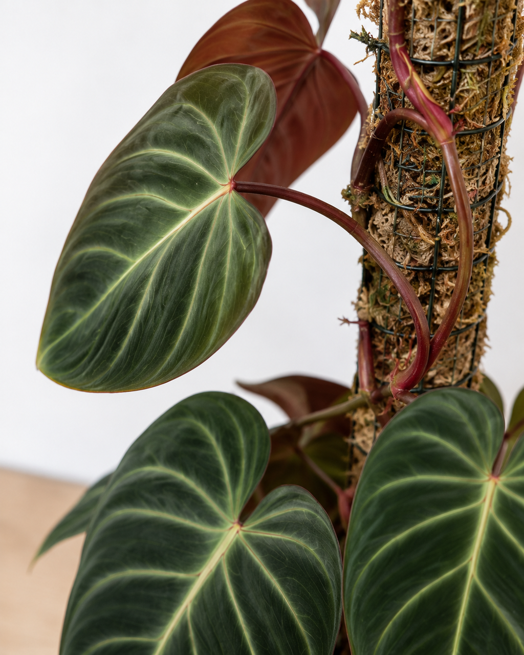 Philodendron ‘El Choco Red’ 6–8" pot