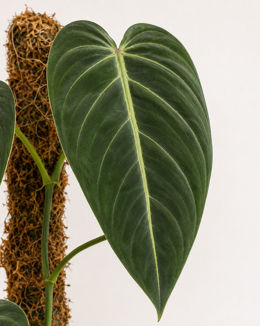 Philodendron ‘Majesty’ 6–8"