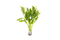 Water Wisteria (Hygrophila difformis) – Pot Default Title Austin Jungle Co.